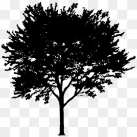 Tree Business Ontario Apples - Justuju Jiski Thi Usko To Na Paya Humne, HD Png Download - apple tree png
