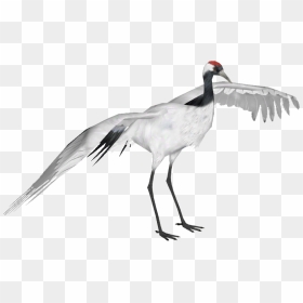 Red Crowned Crane - Red Crowned Crane With Transparent Background, HD Png Download - crane png