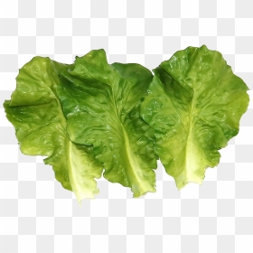 Vegetable Green Leaves Png Photo - Lettuce, Transparent Png - vegetable png