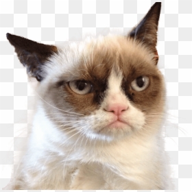 Grumpy Cat Looking Right - Data Entry Meme Funny, HD Png Download - cat png transparent