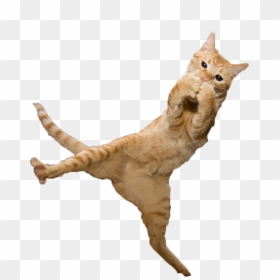 Jumping Cat Png - Jumping Cat Transparent Background, Png Download - cat png transparent
