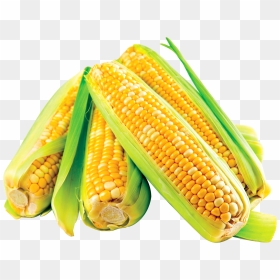 Corn Png Image - Makai Png, Transparent Png - vegetable png