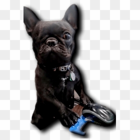 Little Blind Dog, Fat Guy Approved - French Bulldog, HD Png Download - fat guy png