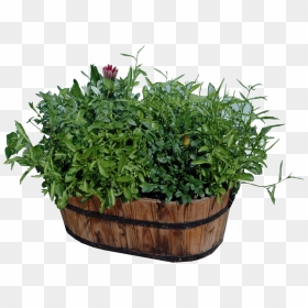 Potted Plants Png Download - Houseplant, Transparent Png - flower pot png