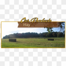 Hay Png, Transparent Png - hay png