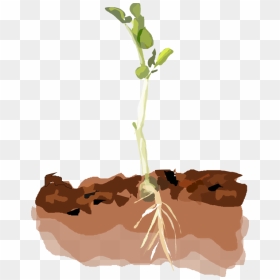 Plant In Soil Clipart, HD Png Download - sprout png