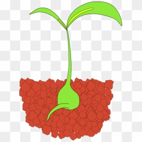Sprout Clipart Transparent - Seedling Clip Art, HD Png Download - sprout png