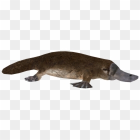 Punxsutawney Phil, HD Png Download - perry the platypus png