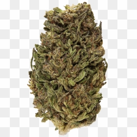 Bud, HD Png Download - elektra png