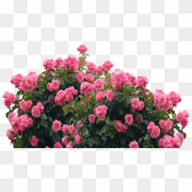 Garden Roses, HD Png Download - garden flowers png