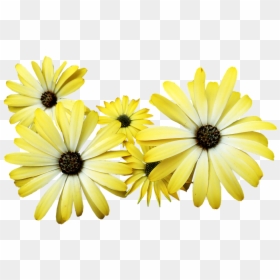 Daisy Yellow Png, Transparent Png - garden flowers png