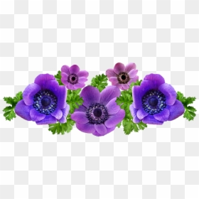 Anemone, HD Png Download - garden flowers png