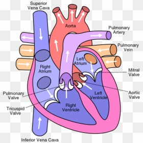 Diagram Of The Heart, HD Png Download - blood vector png