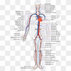 Diagram Of Veins And Arteries In Body, HD Png Download - blood vector png