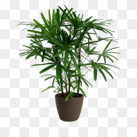 Palm Plant Png, Transparent Png - palm plant png