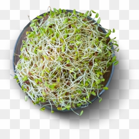 Alfalfa Sprouts High Protein Vegetables, HD Png Download - sprout png