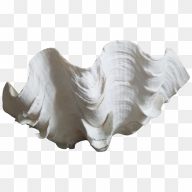 Transparent Clam Shell Png, Png Download - clam png