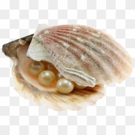 Seashell Png - Pearl Seashell Png, Transparent Png - clam png