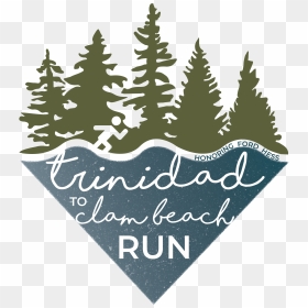 Trinidad To Clam Beach Run - Christmas Tree, HD Png Download - clam png