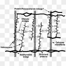 Hemicellulose Polysaccharide, HD Png Download - john wall png