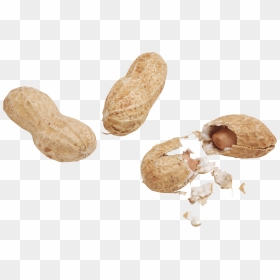  peanut Pictures Png - Арахис Png, Transparent Png - groundnut png