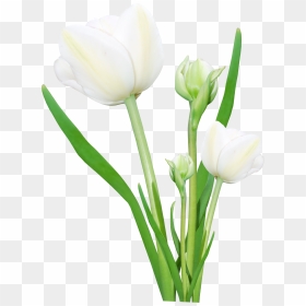 Real Flowers Png Transparent, Png Download - flower bookey png