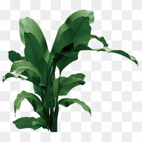 Transpa For Banana Leaves Powerpoint Png Templates - Banana Plant Transparent Background, Png Download - full banana leaf png