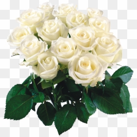 Garden Roses Flower Bouquet Clip Art - White Flower Bokeh Png, Transparent Png - flower bookey png
