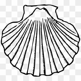 Clip Art Of Clams - Scallop Black And White, HD Png Download - clam png