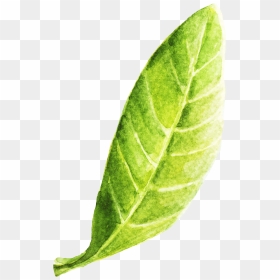 Leaf, Hd Png Download - Book, Transparent Png - curry leaves png