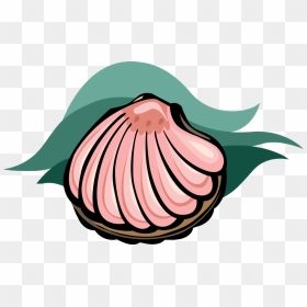 Clam Vector Cartoon - Clam Cartoon, HD Png Download - clam png