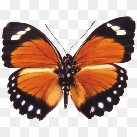Butterfly Png Image - Vanessa Butterfly Png, Transparent Png - butter fly png