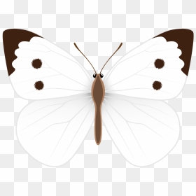 White Butterfly Png - Borboleta Branca Desenho Png, Transparent Png - butter fly png