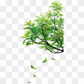 Natural Green Leaves - Tree With Green Leaves Falling, HD Png Download - nature png images
