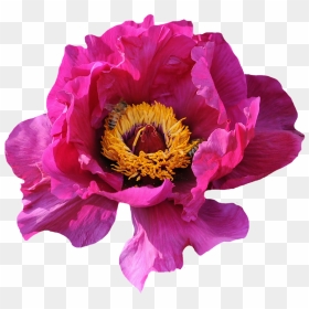 Rose, Blossom, Bloom, Pink, Nature, Flower, Pink Roses - Blomma Png, Transparent Png - flowers in png