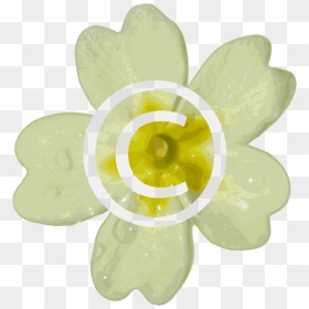 Primrose Flower Cartoon, HD Png Download - flowers in png