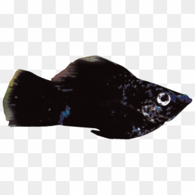 Thumb Image - Black Molly Fish Png, Transparent Png - fish png images