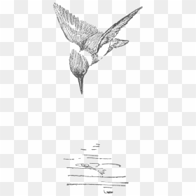 Seton-kingfisher Copy, HD Png Download - kingfisher png