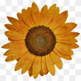 Sunflower Png Aesthetic - Cute Aesthetic Flower Png, Transparent Png - hoe png