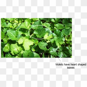 Backyard Edible Weeds, HD Png Download - weeds png