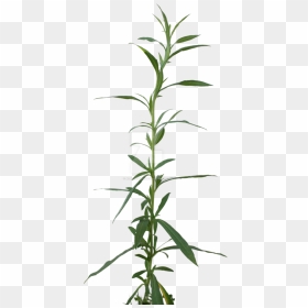Png Weed Cut Out - Cannabis Sativa, Transparent Png - weeds png