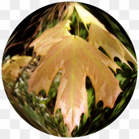 Maple Leaf, HD Png Download - kuda png