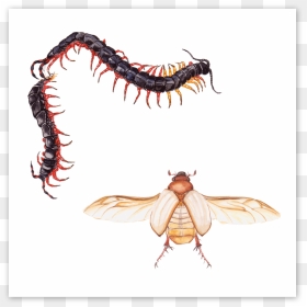 Cicada, HD Png Download - centipede png