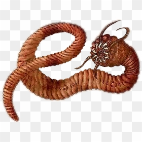 Transparent Earthworm Clipart - Mongolian Death Worm Transparent Background, HD Png Download - centipede png
