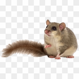 Fat Dormouse Clip Arts - Dormice Png, Transparent Png - fat png