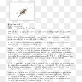 Document, HD Png Download - centipede png