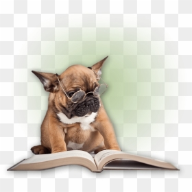 Dog Wearing Glasses Reading , Png Download - Dog Reading, Transparent Png - reading png