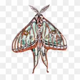 Luna - Moth, HD Png Download - luna png