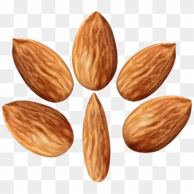 Almonds Set Png Clip Art Image - Cartoon Nuts, Transparent Png - almond png