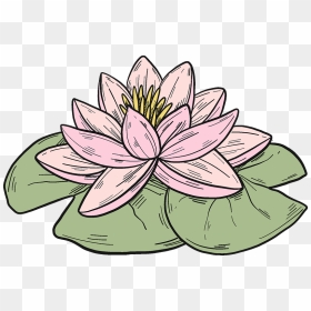 Pink Water Lily Clipart - Sacred Lotus, HD Png Download - water lily png